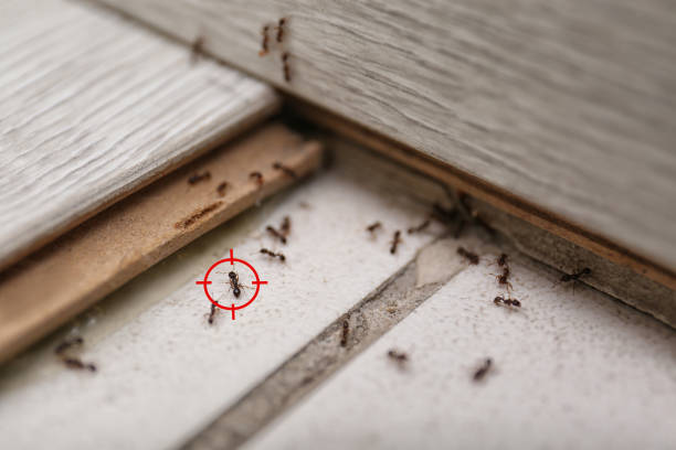 Best Best Pest Control Companies  in Modesto, CA