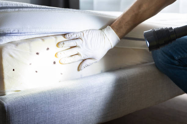 Best Pest Control Near Me  in Modesto, CA