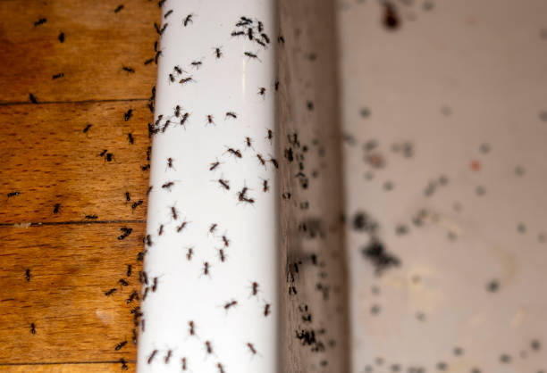 Best Ant Control Services  in Modesto, CA