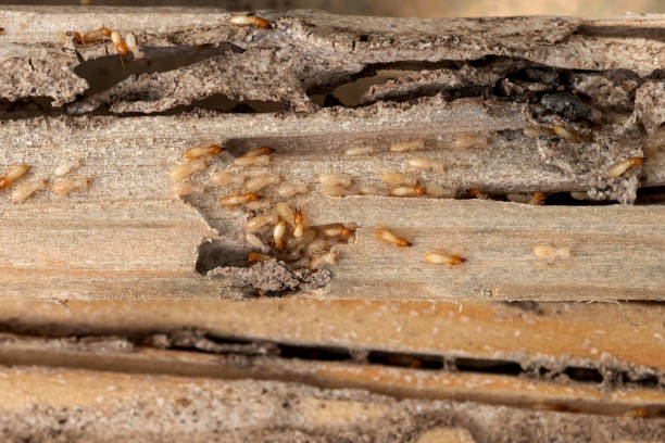 Reliable Modesto, CA Pest Control Solutions
