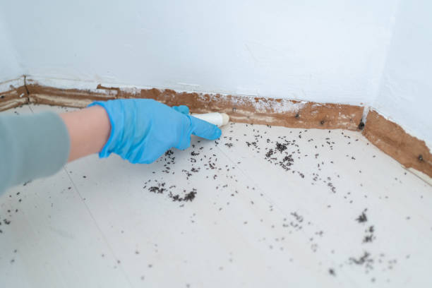 Best Flea Control Services  in Modesto, CA